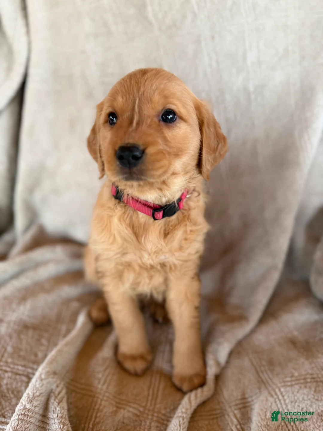 Golden Retriever dogs for sale: Pink collar - Ad 1
