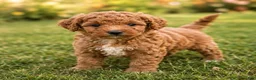 Mini Aussiedoodle dogs for sale: Blaze - Ad 1