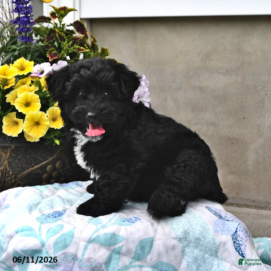 Mini Aussiedoodle dogs Tina - Ad 1