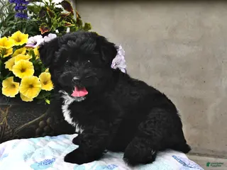 Mini Aussiedoodle dogs for sale: Tina - Ad 2