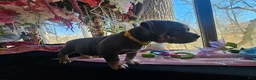 American Bully dogs for sale: Freya - Ad 9