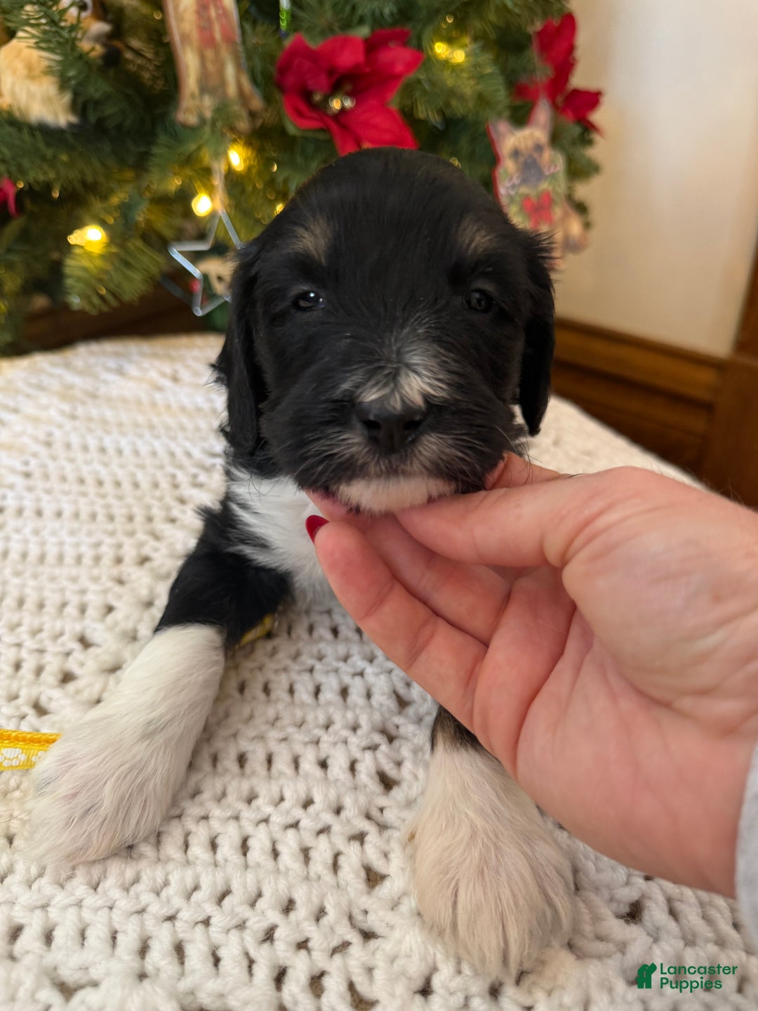 Mixed Breed dogs for sale: Frannie - Ad 5