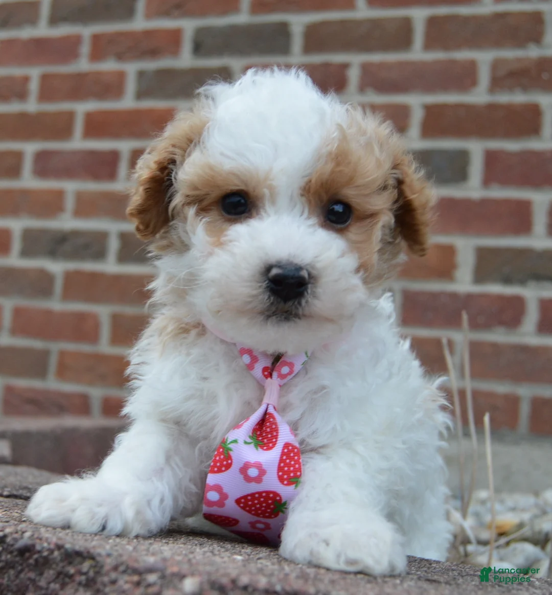 Miniature Poodle dogs for sale: Mini Parker - Ad 1
