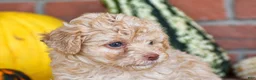 Havapoo dogs for sale: Derrick - Ad 4