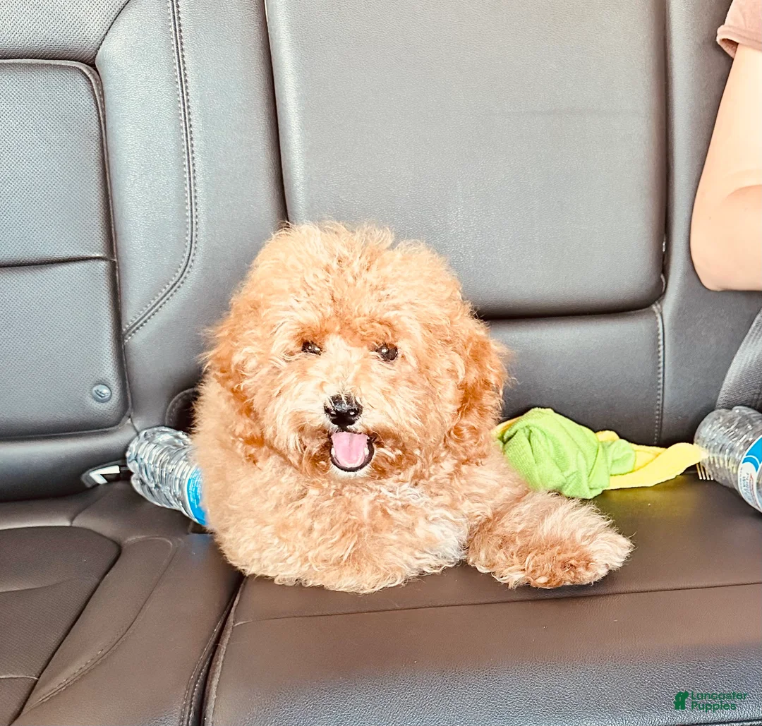 Toy Poodle dogs for sale: Henry - Ad 1
