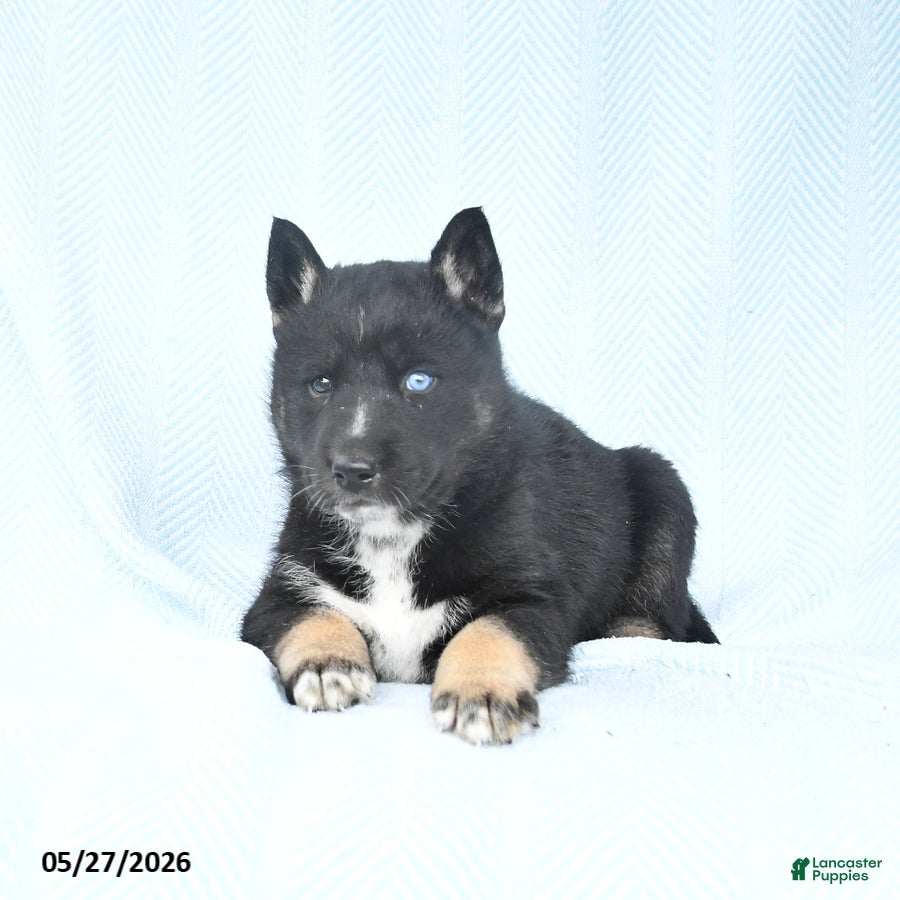 Gerberian Shepsky dogs Flash - Ad 2