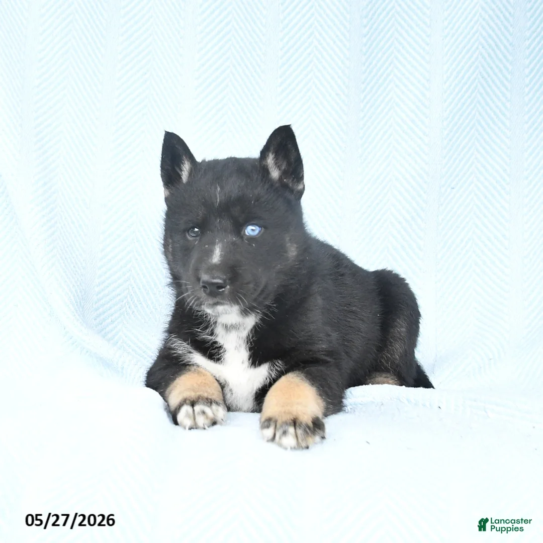 Gerberian Shepsky dogs for sale: Flash - Ad 2
