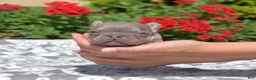 French Bulldog dogs for sale: Bleu - Ad 4