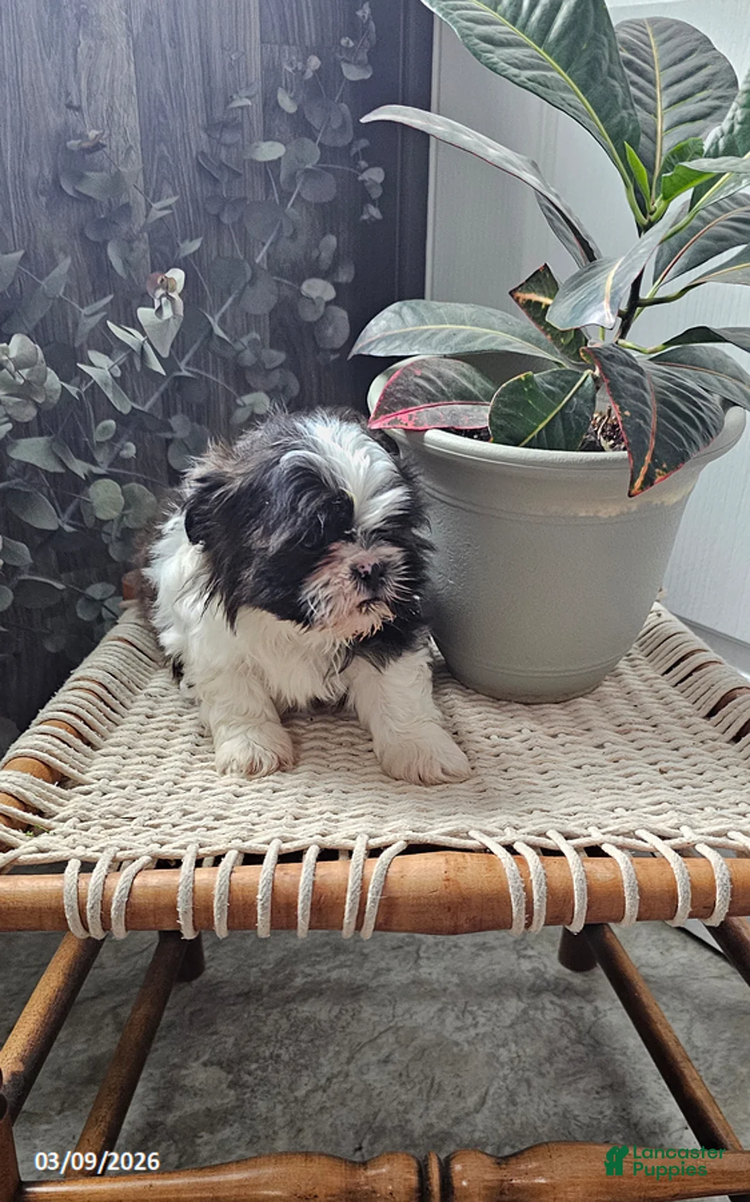 Shih Tzu dogs for sale: Ricky - Ad 11