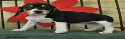 Beagle dogs for sale: Selma - Ad 3