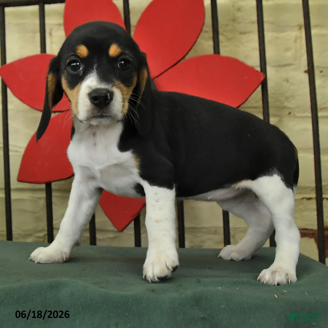 Beagle dogs for sale: Selma - Ad 3