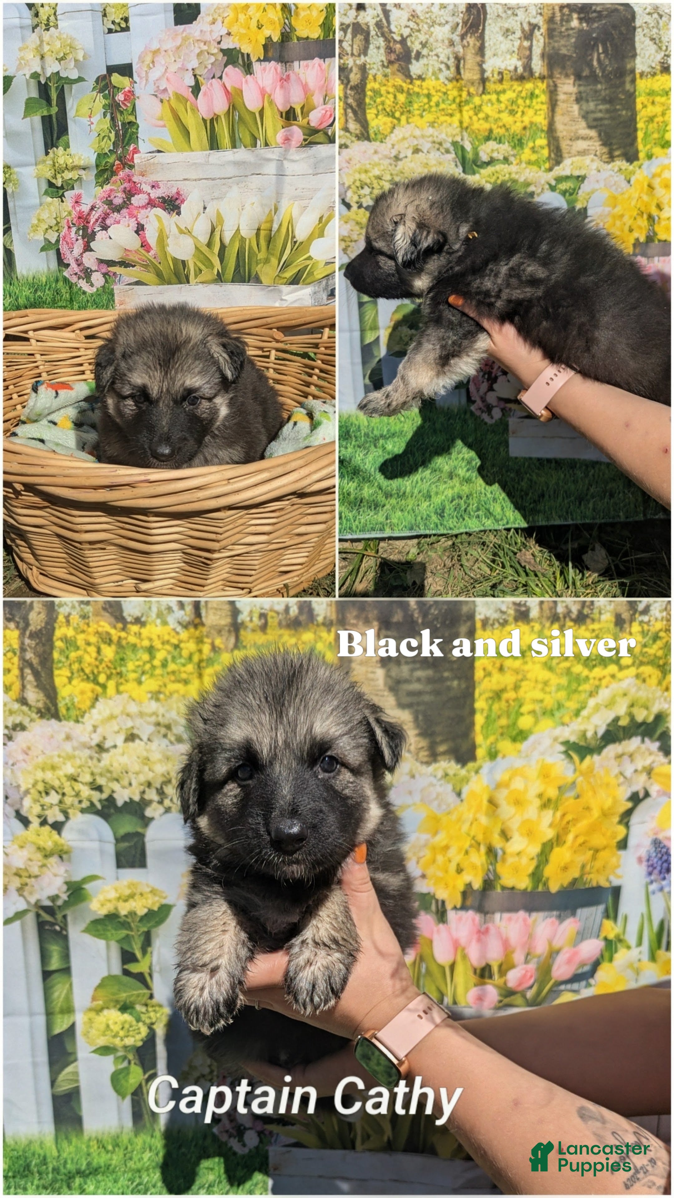 German Shepherd dogs for sale: Captain Kathy  - Ad 13