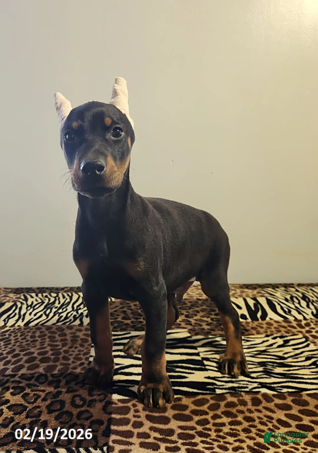 Doberman Pinscher dogs for sale: Robbie - Ad 3