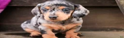 Miniature Dachshund dogs for sale: LuLu - Ad 2