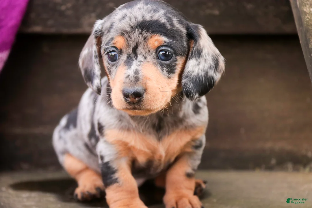 Miniature Dachshund dogs for sale: LuLu - Ad 2
