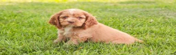 Cocker Spaniel dogs for sale: Alexa Cocker Spaniel  - Ad 4