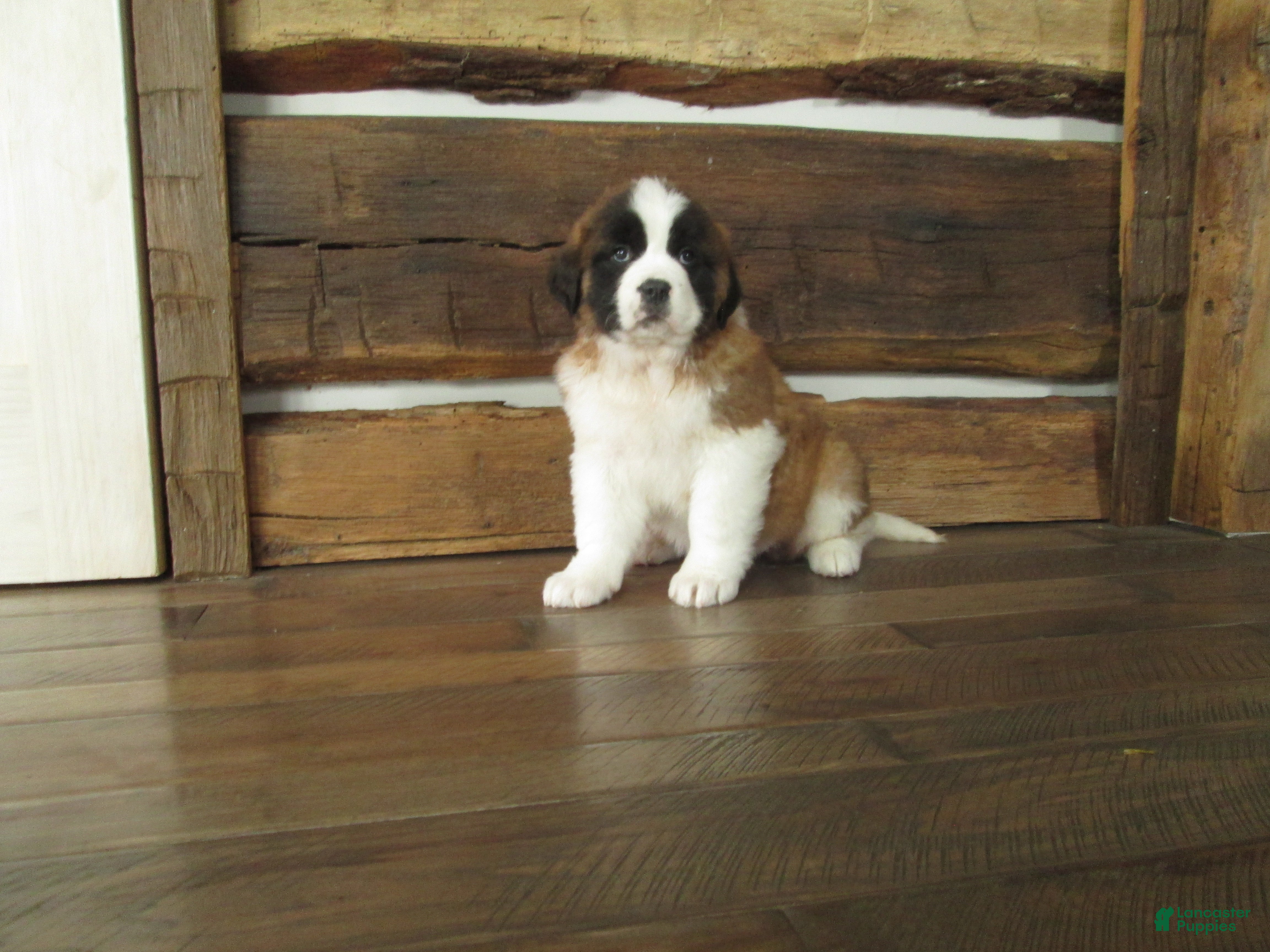 Saint Bernard dogs MISSY - Ad 34