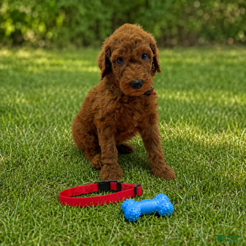 Standard Poodle dogs for sale: Rascal (Red Collar) - Ad 3