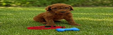 Rascal (Red Collar)