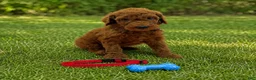 Standard Poodle dogs for sale: Rascal (Red Collar) - Ad 1