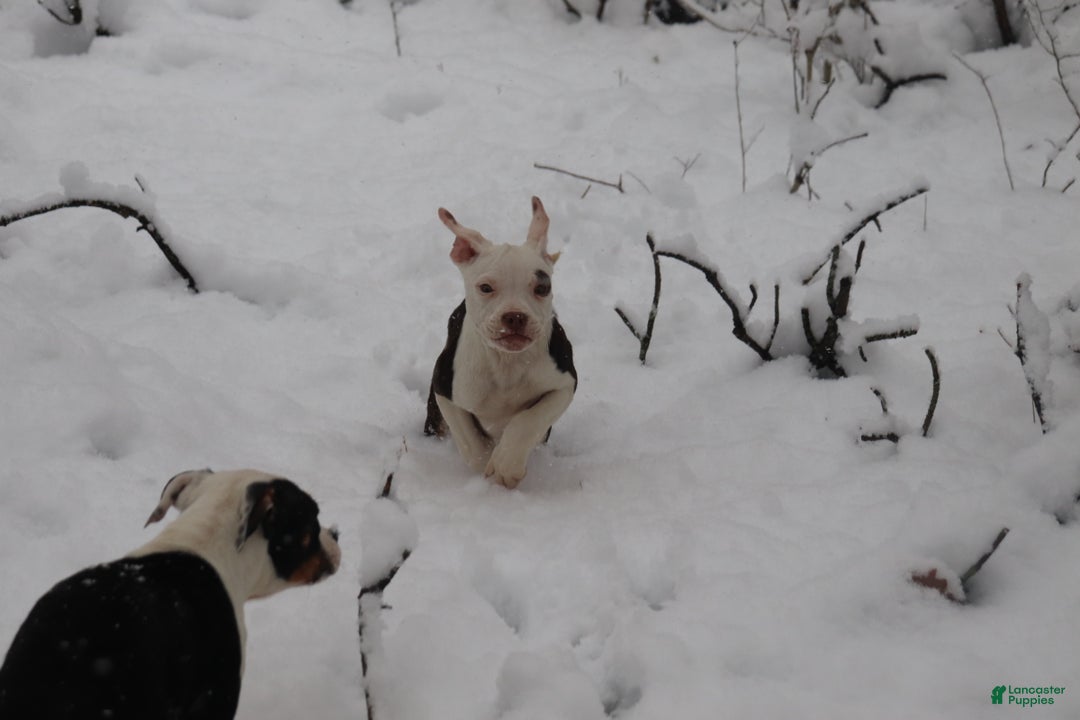 American Bully dogs for sale: Rebel - Ad 3