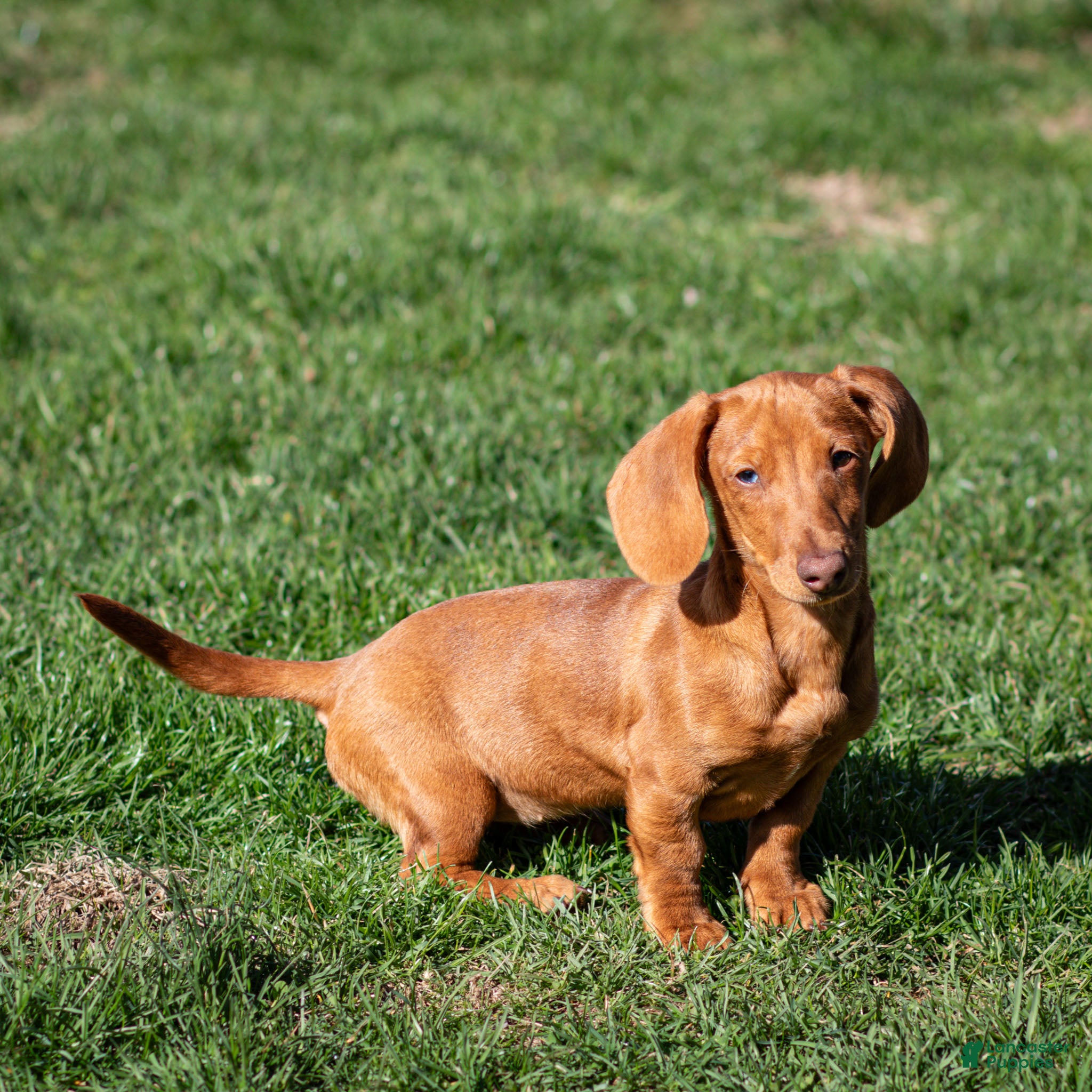 Miniature Dachshund dogs Meredith - Ad 1
