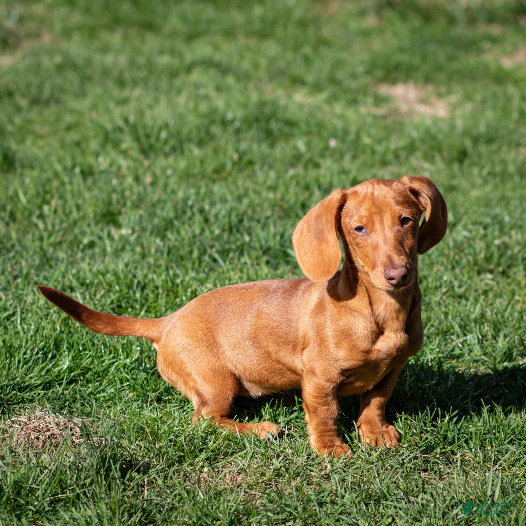 Miniature Dachshund dogs for sale: Meredith - Ad 1
