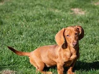 Miniature Dachshund dogs for sale: Meredith - Ad 3