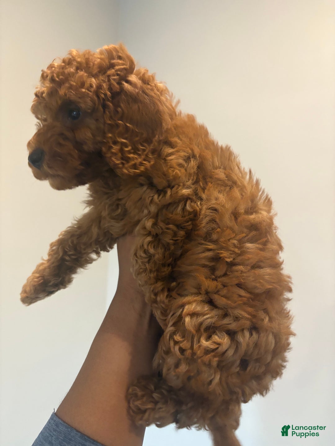Miniature Poodle dogs for sale: Tiger - Ad 3