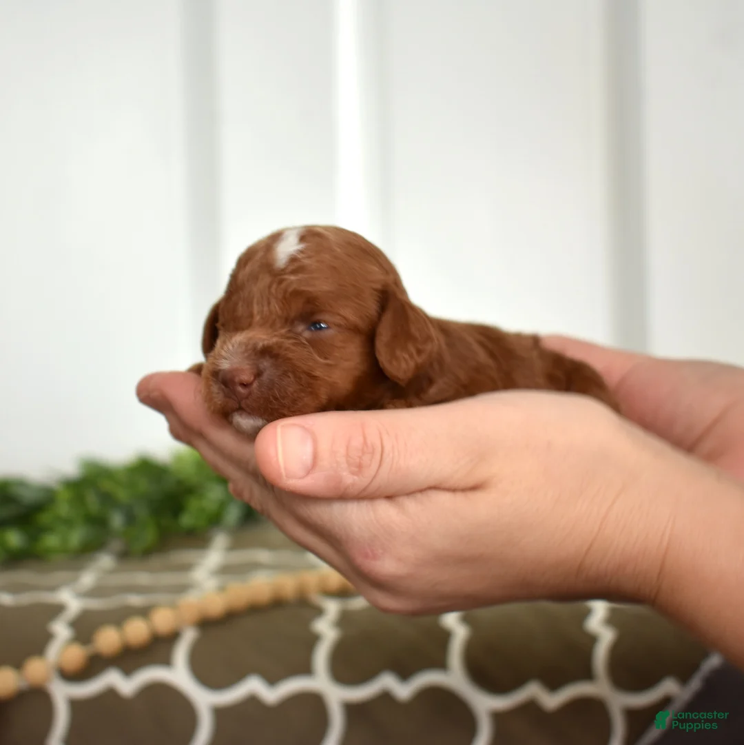 Toy Poodle dogs for sale: Colby - Ad 4