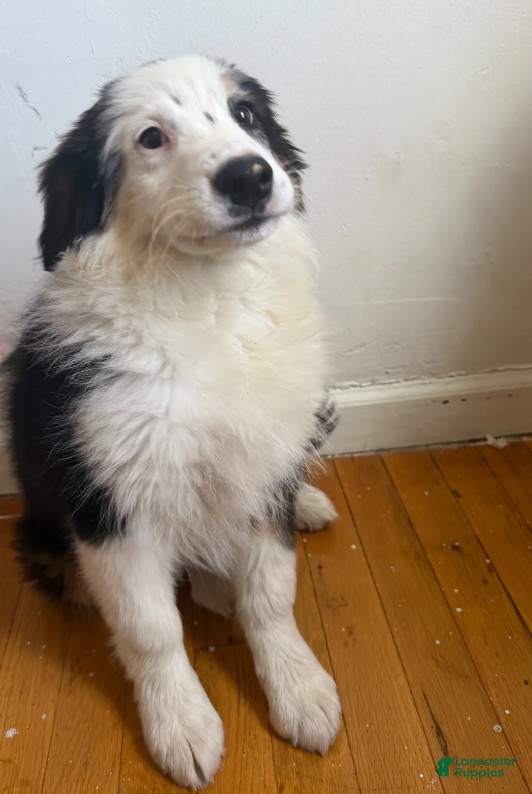 Miniature Australian Shepherd dogs for sale: Miniature Australian Shepherd Puppy 1 - Ad 5