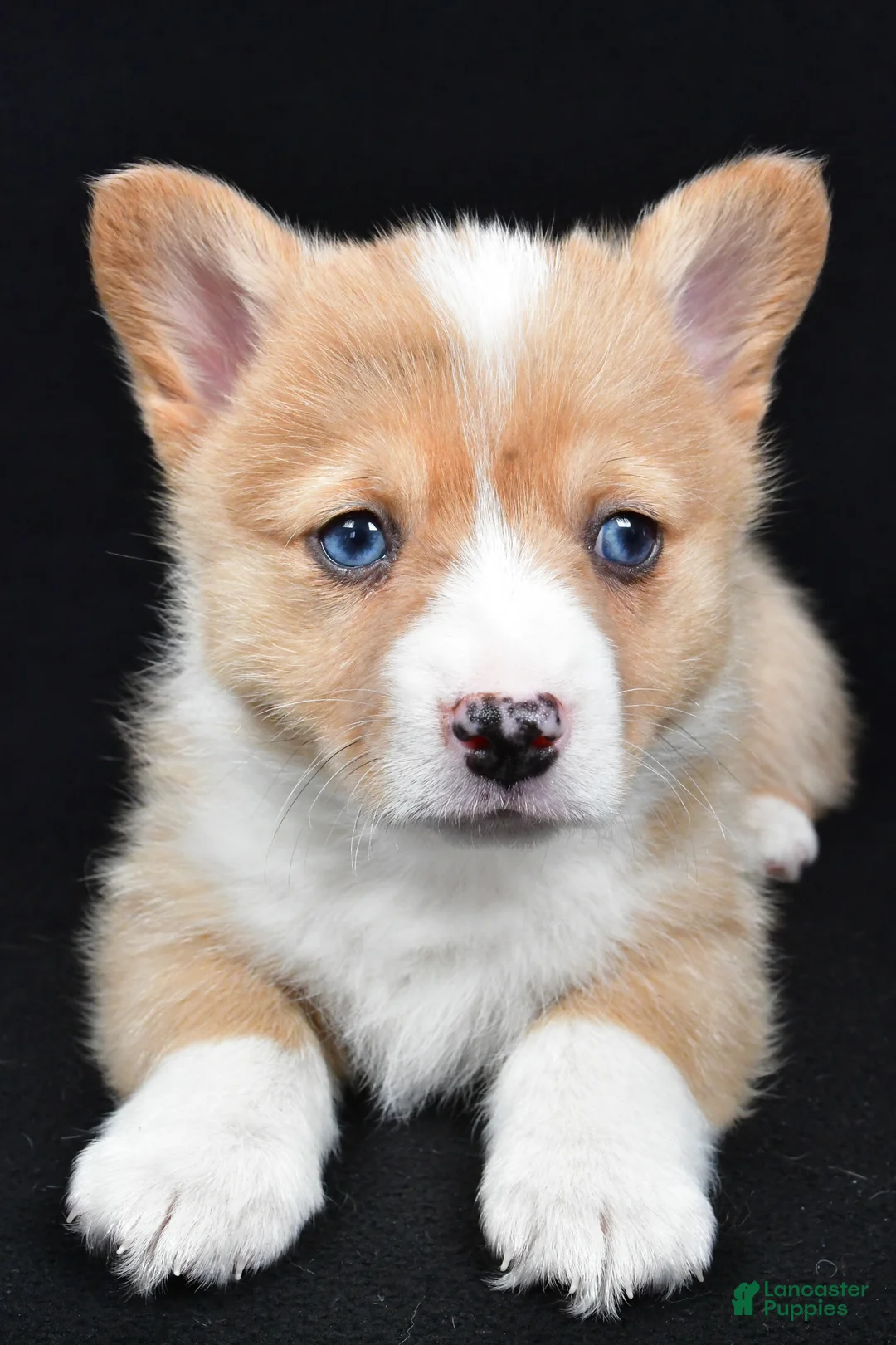 Welsh Corgi Pembroke dogs for sale: Chester - Ad 7
