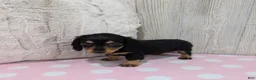 Miniature Dachshund dogs for sale: Midnight - Ad 3