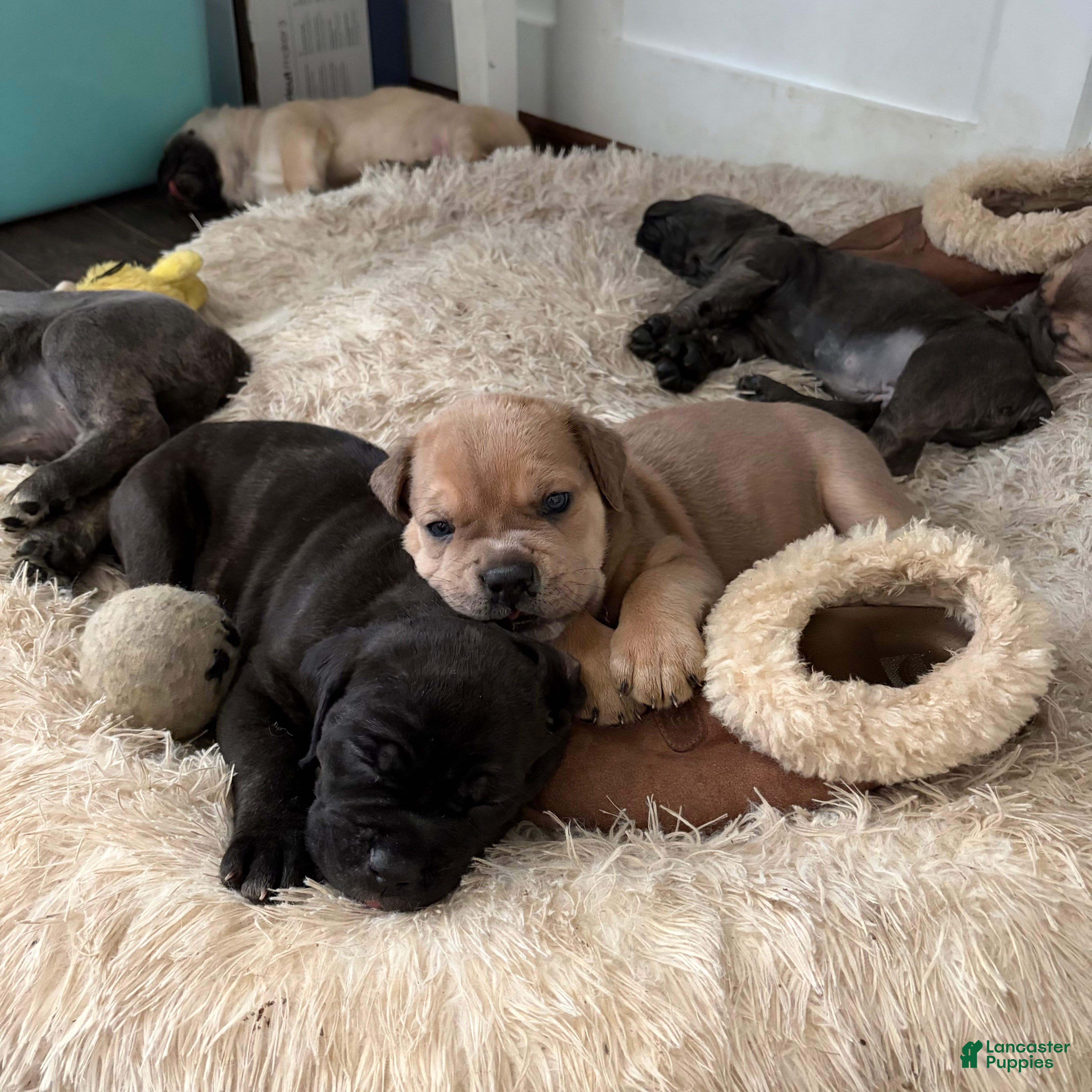 Cane Corso dogs "Tex" - Ad 2