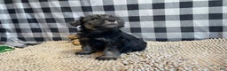 Miniature Schnauzer dogs for sale: Joel - Ad 4