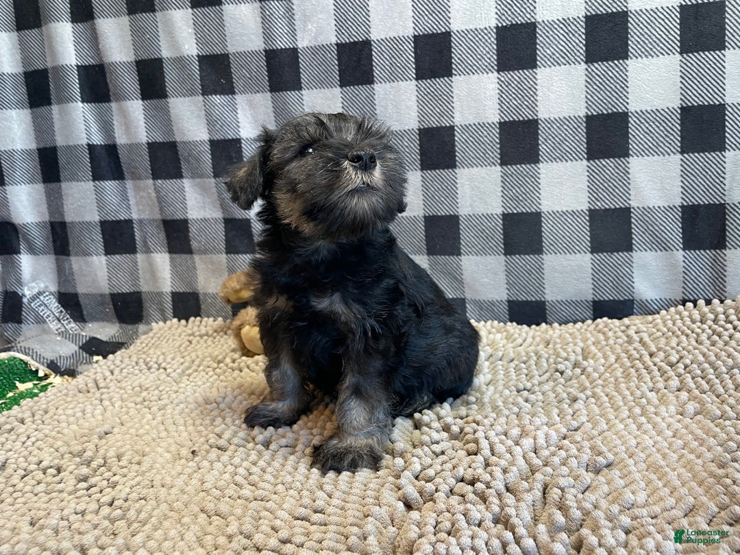 Miniature Schnauzer dogs for sale: Joel - Ad 4