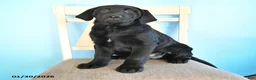 Labrador Retriever dogs for sale: Patsy - Ad 1