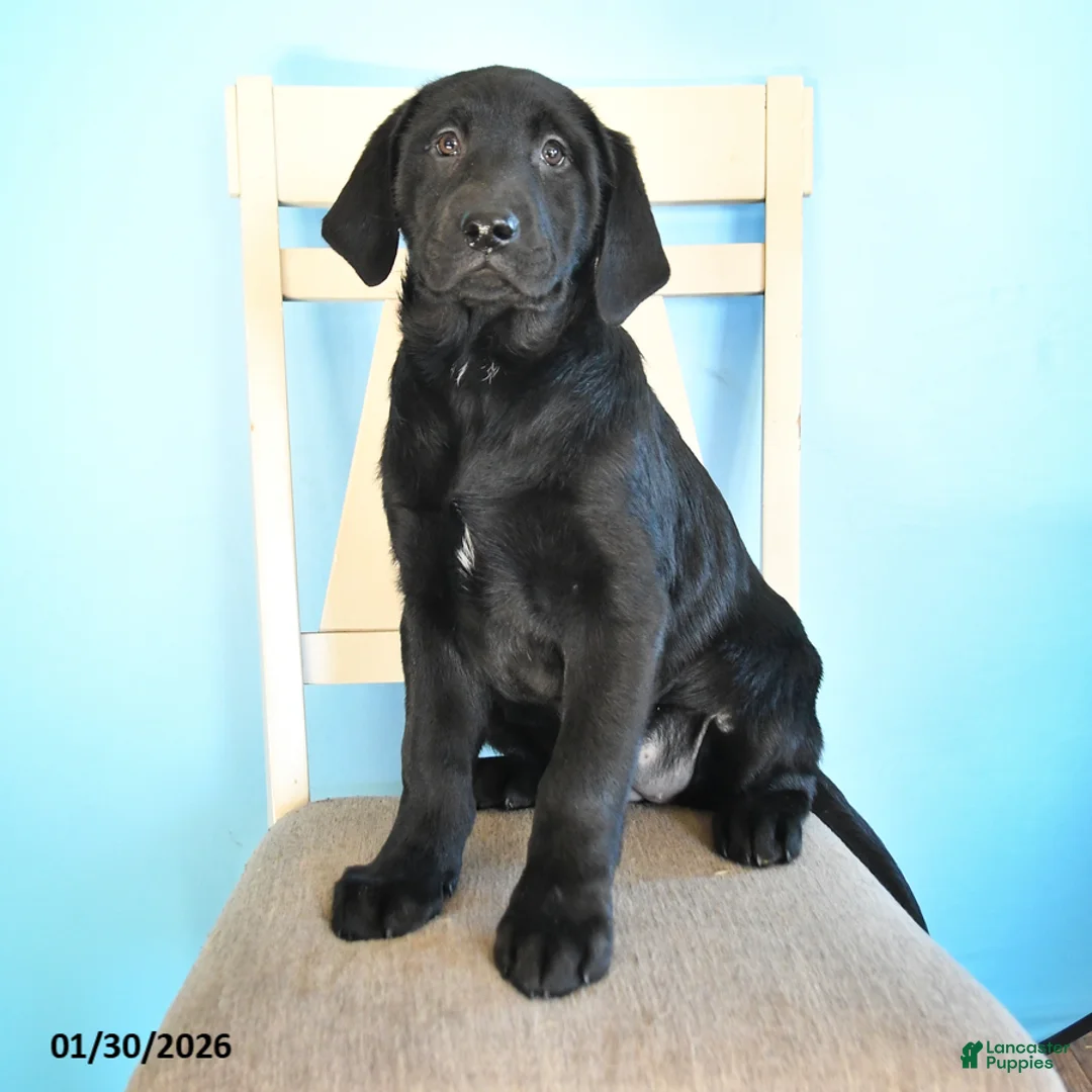 Labrador Retriever dogs for sale: Patsy - Ad 1