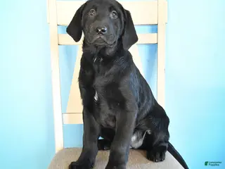 Labrador Retriever dogs Patsy - Ad 20