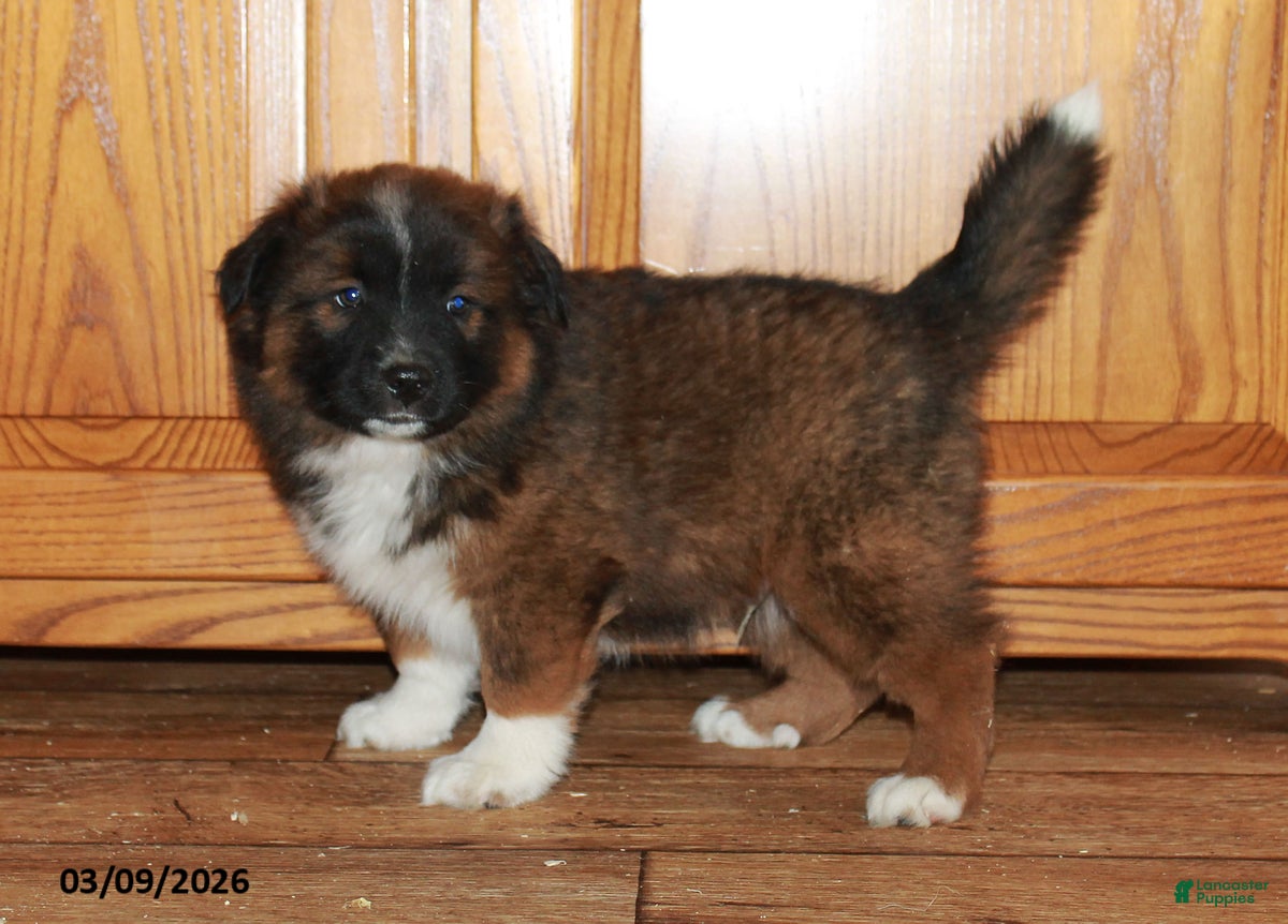 Mixed Breed dogs Matthew - Ad 2