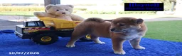 Shiba Inu dogs for sale: Layne - Ad 6