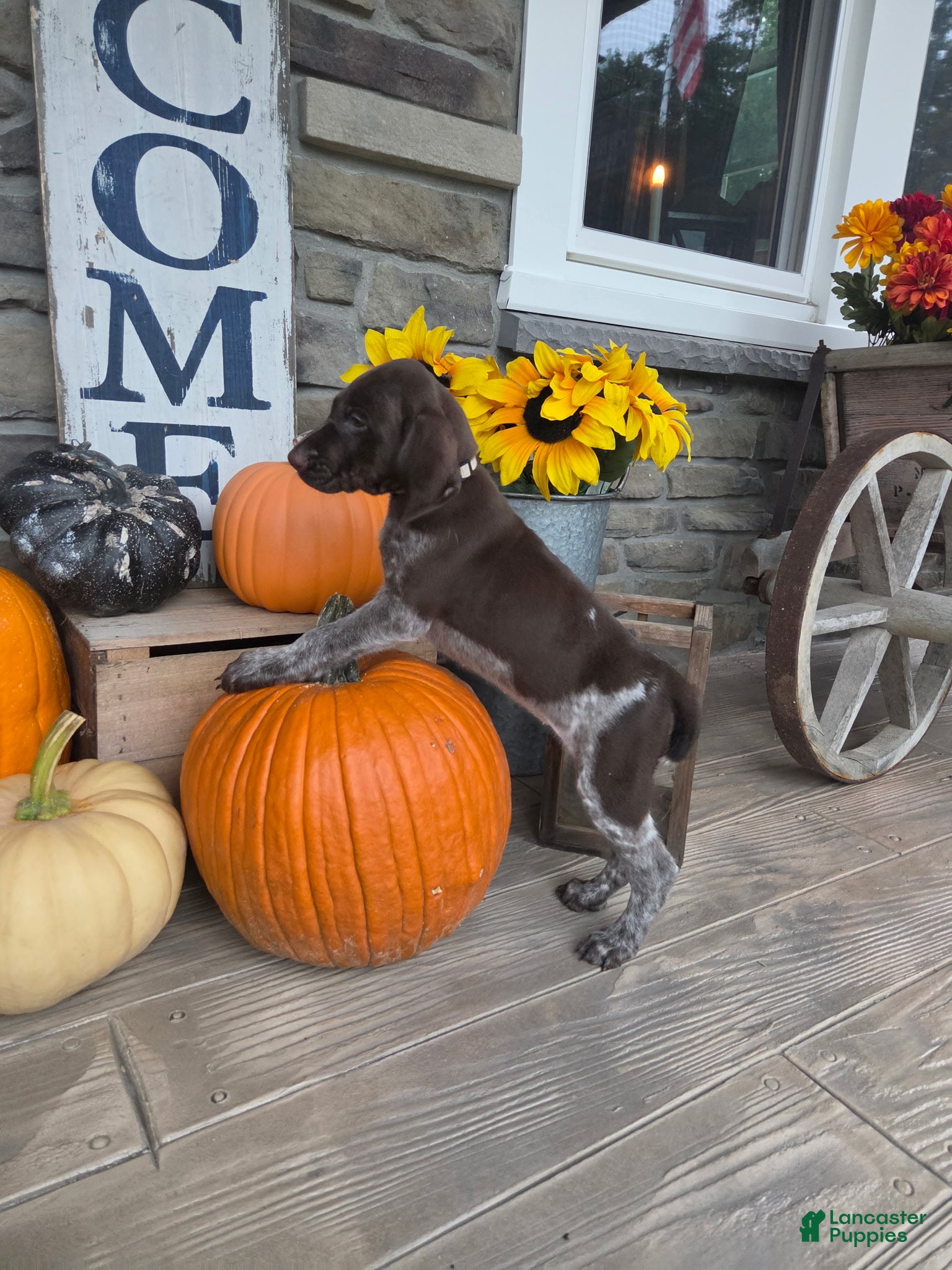 German Shorthaired Pointer dogs Gunner - Ad 2