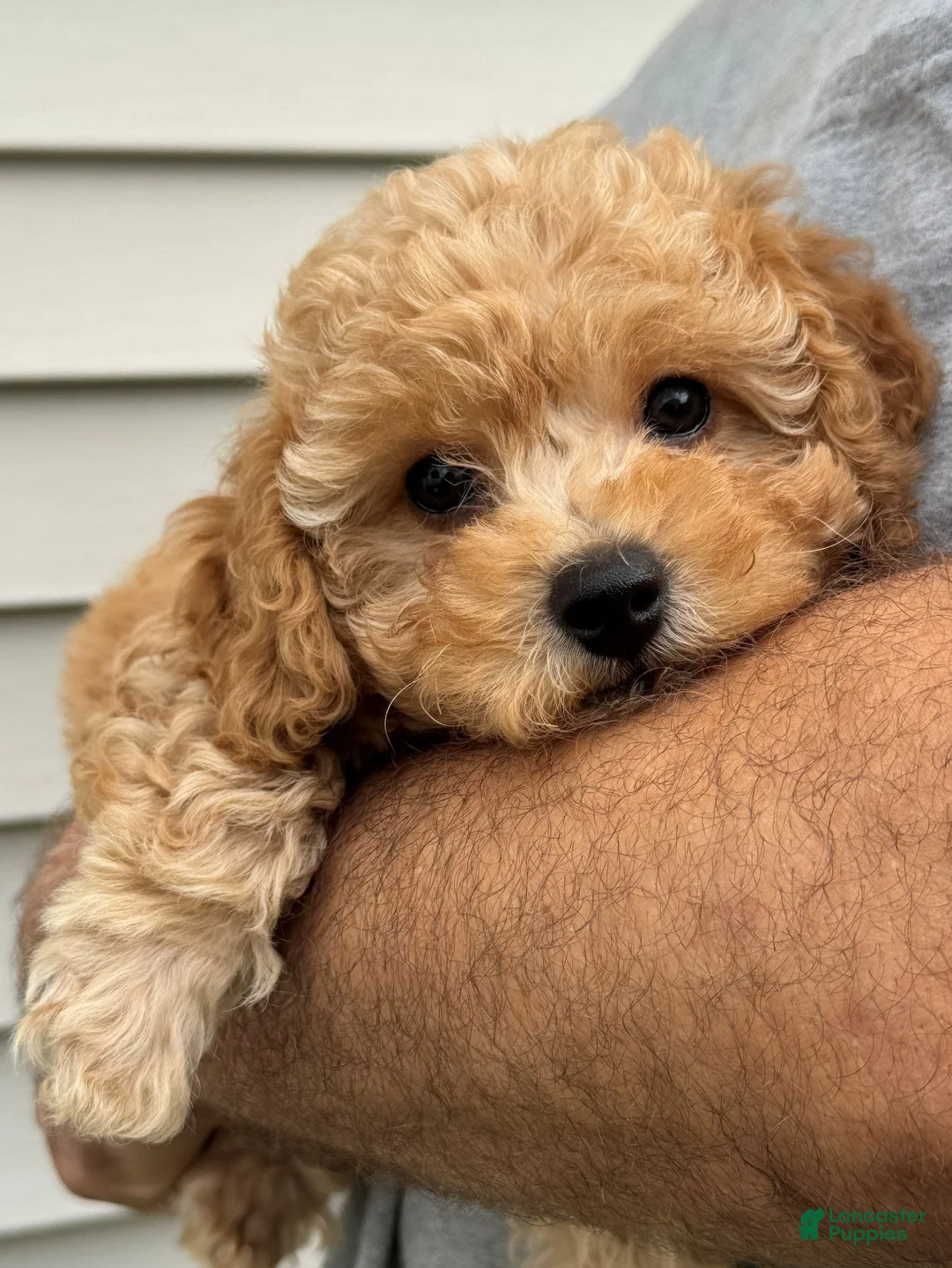 Miniature Labradoodle dogs for sale: Dolly - Ad 1