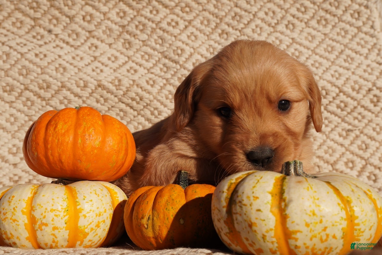 Golden Retriever dogs for sale: Indi - AKC, Genetically Clear - Ad 1