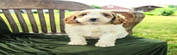 Goldendoodle dogs for sale: Brianna - Ad 5
