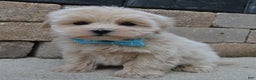 Maltipoo dogs for sale: Max - Ad 8