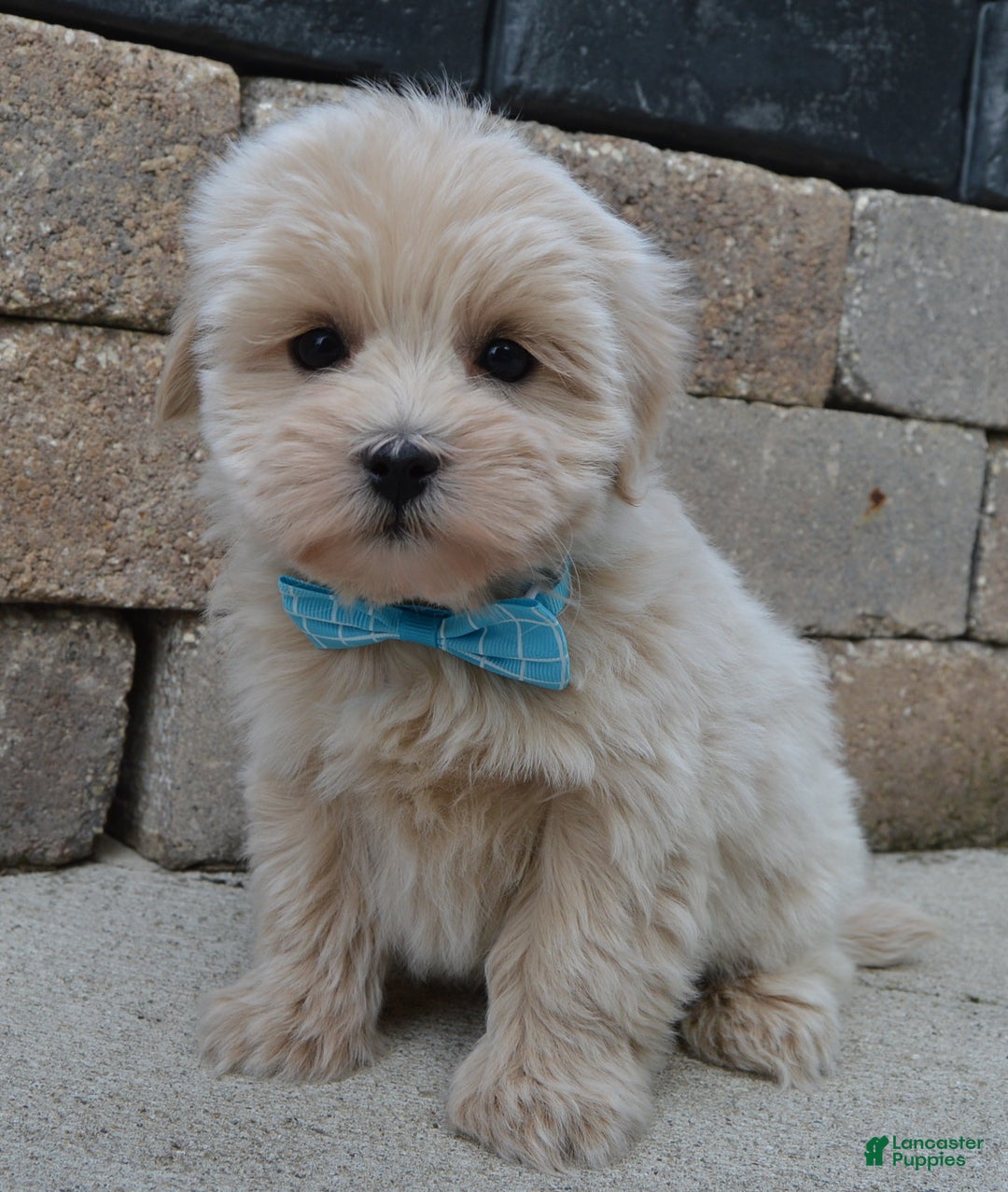 Maltipoo dogs for sale: Max - Ad 8