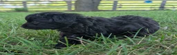 Pomapoo dogs for sale: Poppy - Ad 4