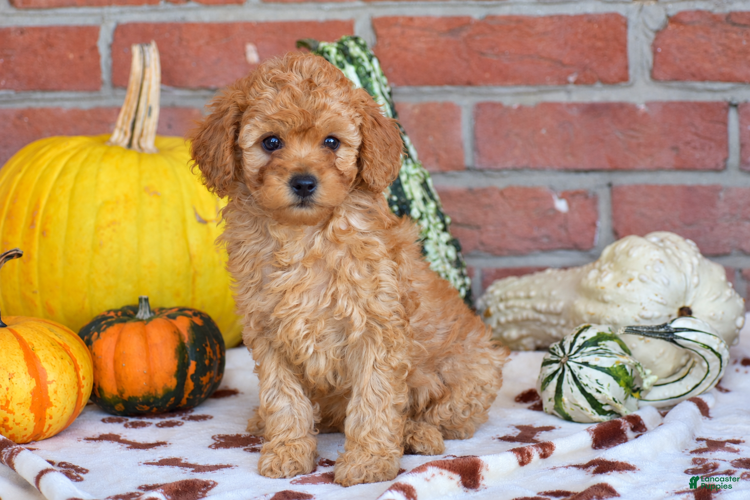 Miniature Poodle dogs for sale: Peter - Ad 2