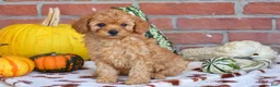 Miniature Poodle dogs for sale: Peter - Ad 1